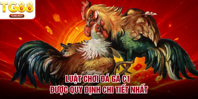 Luật chơi đá gà C1 được quy định chi tiết nhất